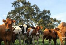 Nastavak programa pomoći stočarima i peradarima vrijednih 37 milijuna kuna