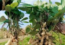 Kikiriki u Slavoniji raste kao lud: Tražili smo nešto novo, što malo tko ili nitko ne radi