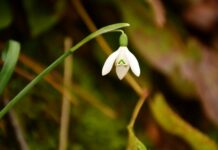 Kazne za branje proljetnica idu do 30 tisuća kuna