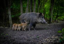 Nove mjere sprječavanja šteta od divljači na usjevima