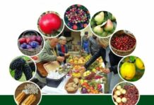 “Sačuvajmo stare sorte Cernik 2022“: Sutra razmjena plemki