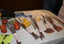 Danas u Cerniku popularna manifestacija “Sačuvajmo stare sorte Cernik 2022“