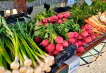 Sezona je jednog od najzdravijeg povrća: Vrijeme je za rotkvicu