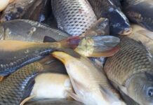 Tradicija se nastavlja – šarani i uskrsnice i ove godine mještanima općine Davor