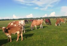 3 milijuna kuna za zbrinjavanje napuštenih, izgubljenih ili privremeno oduzetih domaćih životinja