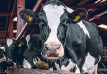 30 milijuna kuna za sektor mliječnog govedarstva