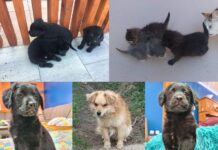 Novogradiške njuške: “Naši smještaji su puni, napuštene životinje ovise o dobroj volji dobrih ljudi”