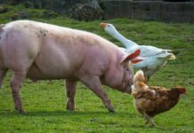 Započelo podnošenje zahtjeva za COVID-19 potpore stočarima peradarima