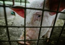 Primjenom biosigurnosnih mjera do sprječavanja pojave afričke svinjske kuge