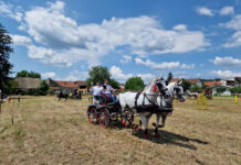 Održano 8. natjecanje zaprega “Konji bili, konji vrani”