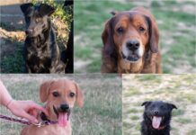 NG njuške: Sudbina napuštenih životinja najviše ovisi o dobroj volji volontera