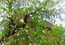 „Zaželi – 10 za 60“ – upoznajte zaposlene korisnice IV