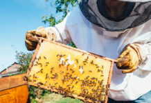 Započela predaja zahtjeva za potporu pčelarima za saniranje šteta uzrokovanih pomorom pčelinjih zajednica u 2022. godini