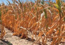 Proglašena elementarna nepogoda izazvana sušom za područje Brodsko posavske županije