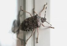 Najezda je smrdljivih martina, evo što nikako ne smijete raditi