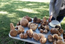 Oprez u branju gljiva i drugih plodova: Hrvatske šume objavile pravila koliko smijete nabrati