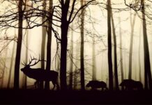 Za sprječavanje štete od divljači četiri milijuna kuna