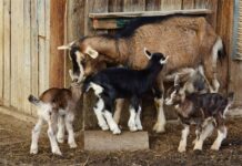 Isplaćeno 2,7 milijuna kuna za unaprjeđenje uzgoja ovaca, koza i izvornih pasmina peradi