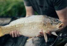 I ove godine Općina Staro Petrovo Selo darovat će ribu mještanima svoje općine