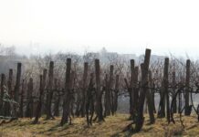 Danas se slavi Vincetovo