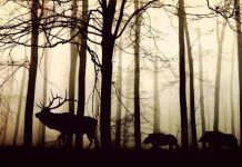 Dodijeljeno 143 tisuće eura za sprječavanje štete od divljači