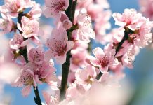 Danas nam stiže proljeće!