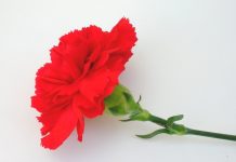 Danas je Međunarodni praznik rada