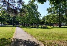 Doktor za drveće: „Gradovi s više zelenila, imaju manje depresivne građane!“