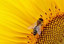 Svjetski je dan pčela