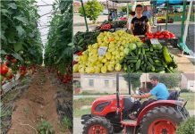 OPG Vujnović već deset godina uspješno uzgaja ukusno domaće povrće