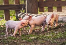 Nastavak isplata potpora za proizvođače svinja za ublažavanje afričke svinjske kuge