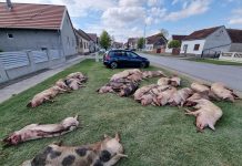 STRAŠNI PRIZORI IZ SLAVONSKIH SELA – Ovako ‘zbrinjavaju’ zaražene i ubijene svinje