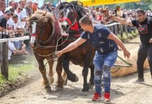 Redovito ih bičuju do krvi, ubadaju i udaraju radi zabave i zarade!