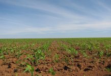 Objavljena prva procjena ranih usjeva u 2023.