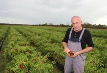 OPG Strinavić – rad, trud i ustrajnost – kontinuitet kvalitetne začinske paprike