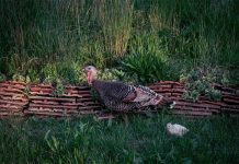 Pojava influence ptica na farmi purana