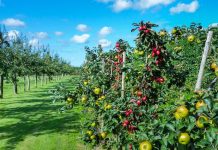 Objavljen Natječaj za provedbu intervencije 73.10. Potpora za ulaganja u primarnu poljoprivrednu proizvodnju