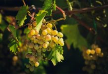 Objavljen Javni natječaj za podnošenje zahtjeva za potporu iz sektora vina