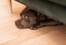 Prijatelji životinja pisali MUP-u, traže da ispucavanje pirotehnike bude dopušteno samo za doček