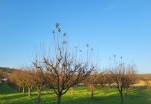 Općina Dragalić organizira besplatnu radionicu – Pokazna rezidba voćnih vrsta