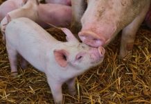 Započelo podnošenje zahtjeva za potporu proizvođačima svinja većih klaoničkih težina zbog otežanih uvjeta poslovanja uzrokovanih mjerama za suzbijanje ASK za grla isporučena na klanje od 1. do 31. siječnja 2024. godine