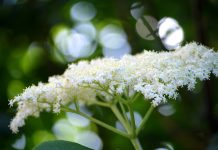 Sok od bazge – osvježavajuća tradicija ljeta