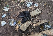 Nastavlja se nacionalna kampanja za Hrvatsku bez pasa na lancu