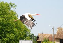 Već 30 godina Čigoč ponosno nosi titulu Prvog europskog sela roda