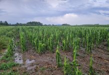 Jako nevrijeme s tučom pogodilo šire novogradiško područje