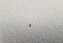 Mrežaste stjenice preplavile Hrvatsku: Lijepe se na kožu i grizu