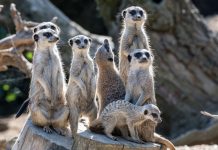 Svjetski je dan zaštite životinja