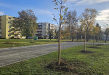 Turistička zajednica Grada Nova Gradiška i ove godine dio projekta Hrvatska prirodno tvoja: Na Urijama zasadili nova stabla