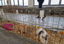 Izložba malih životinja