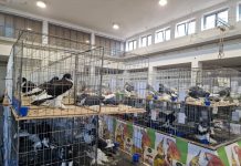 Nova Gradiška: Izložba malih životinja i ove godine okupila veliki broj izlagača